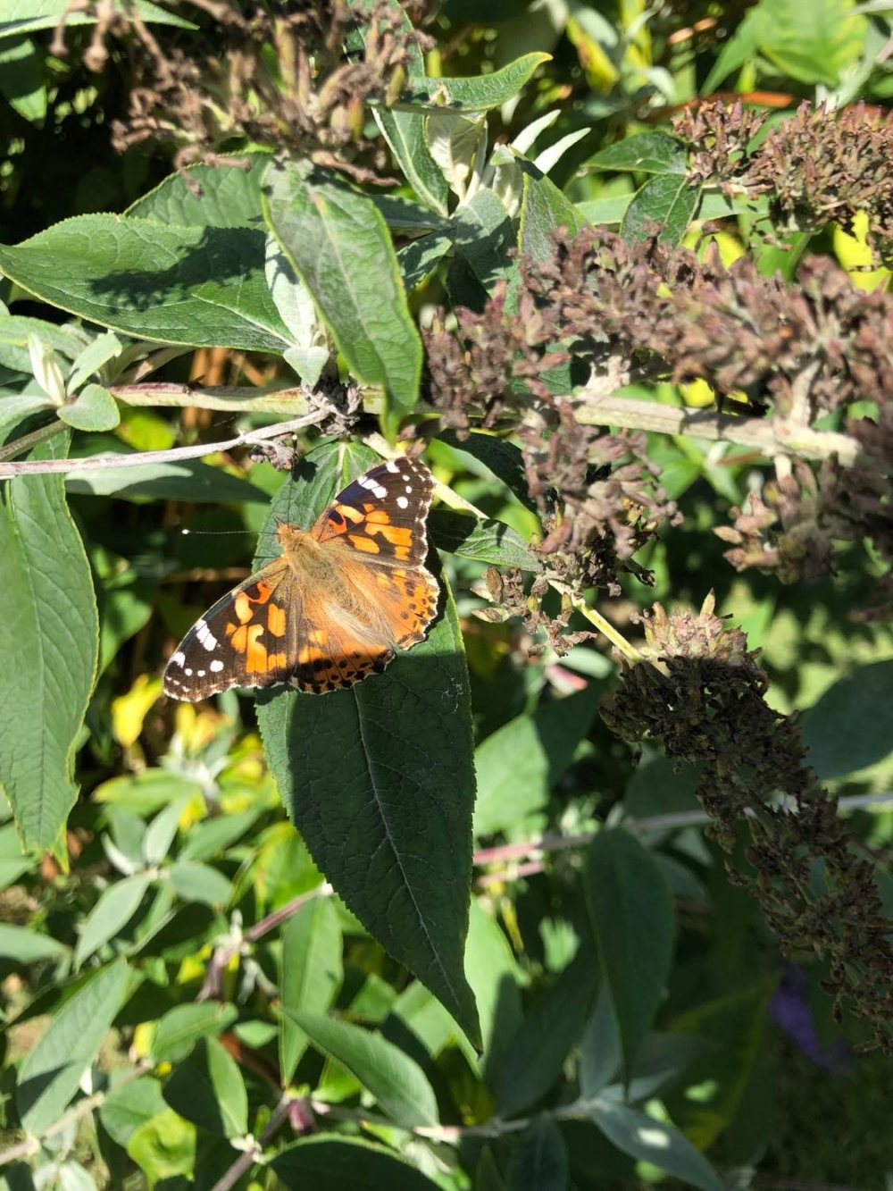 Sustainability at Smytham Holiday Park