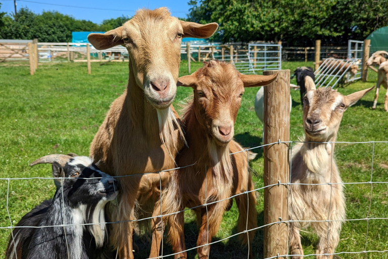 Woolley Animals