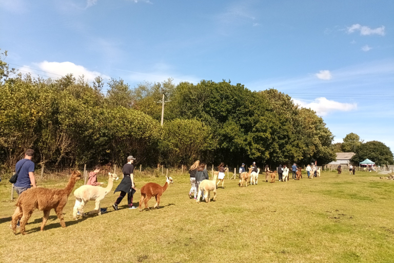 Woolley Animals