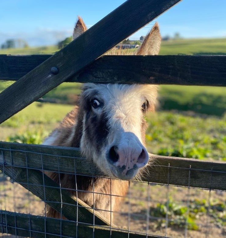 Woolley Animals
