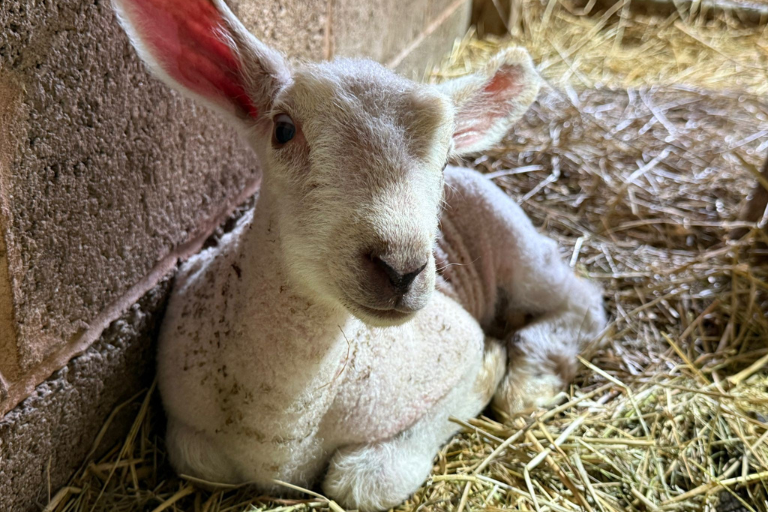 Woolley Animals